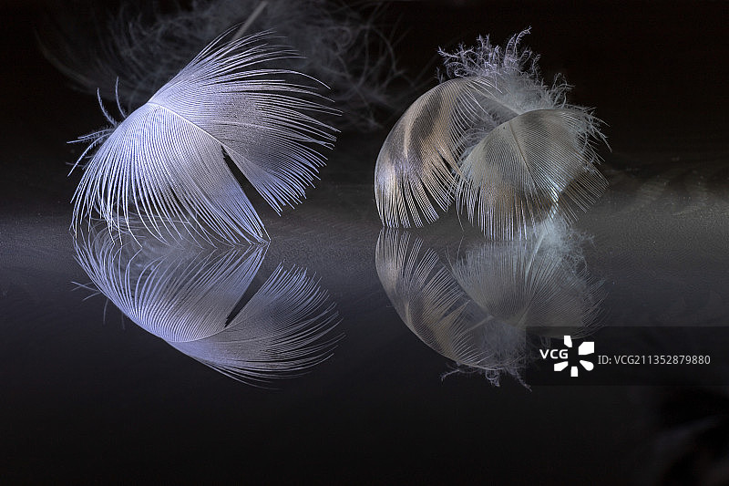 特写：桌子上的羽毛图片素材