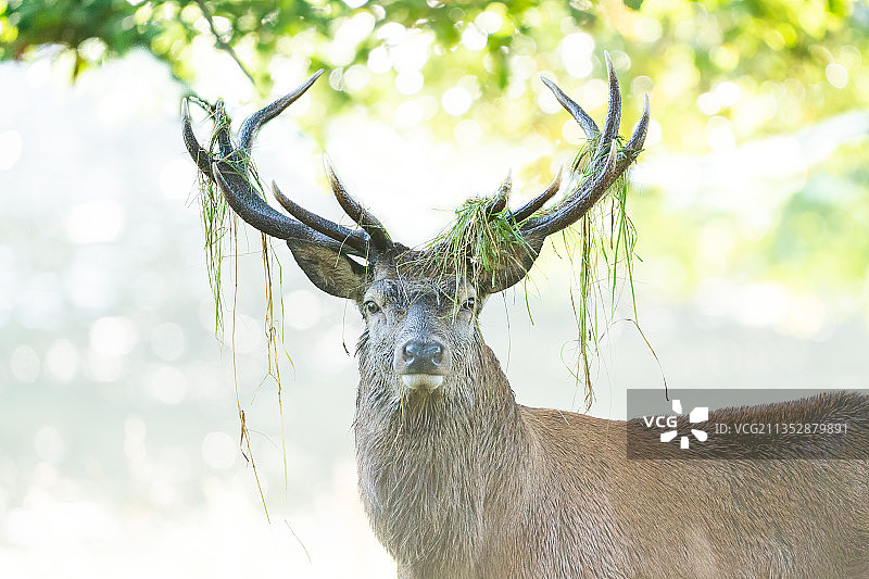 英国里彭斯塔德利皇家鹿园湖边站立的鹿的特写图片素材
