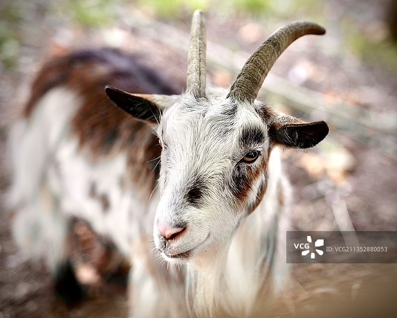 山羊特写，位于英国安格尔公共地图片素材