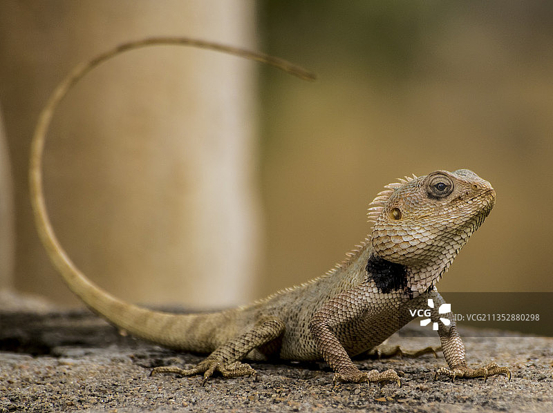 艾哈迈达巴德岩石上的鬣蜥特写，古吉拉特邦，印度图片素材