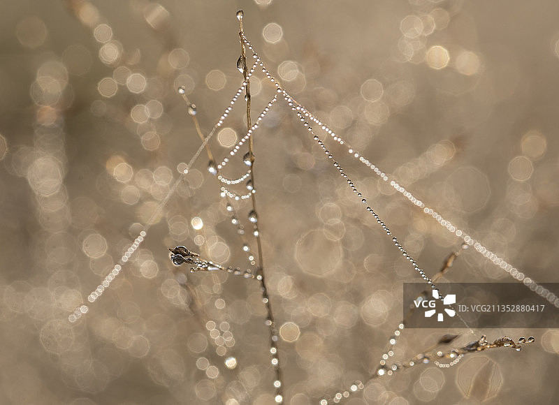 蜘蛛在网上的特写镜头图片素材