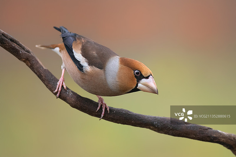 栖息在树枝上的鸣雀的特写镜头图片素材