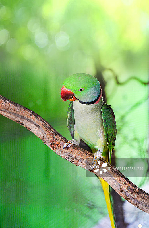鹦鹉栖息在树枝上的特写镜头图片素材