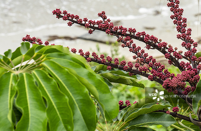 红色开花植物特写，清水，佛罗里达州，美国图片素材