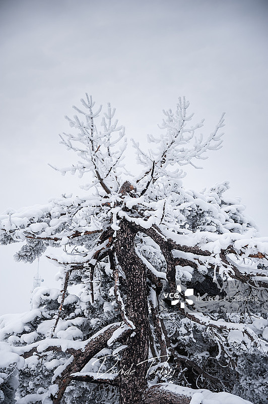 仰视视角：冬季意大利莫塔罗内天空下的光秃秃的树图片素材