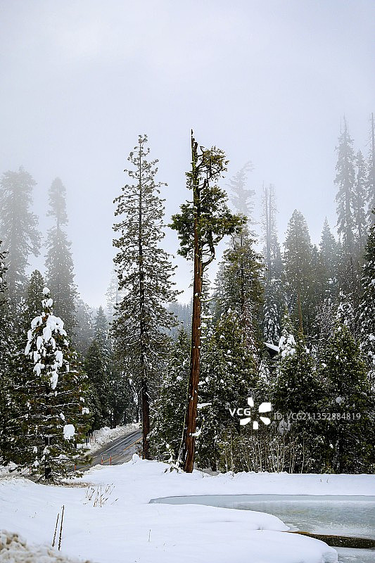美国加利福尼亚州巴斯湖雪原上的树木图片素材