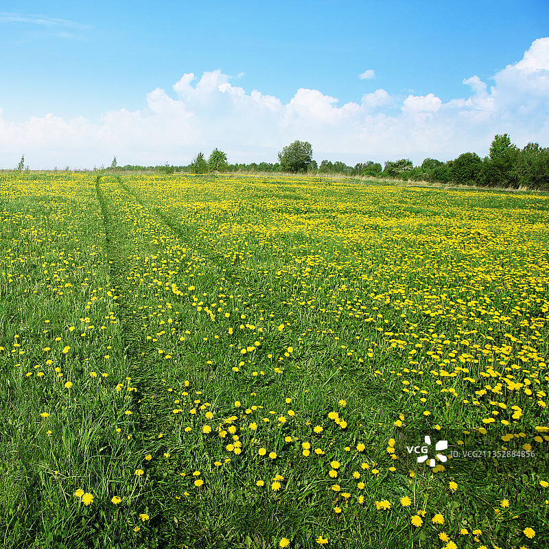 坦桑尼亚马温迪油菜籽田景色图片素材