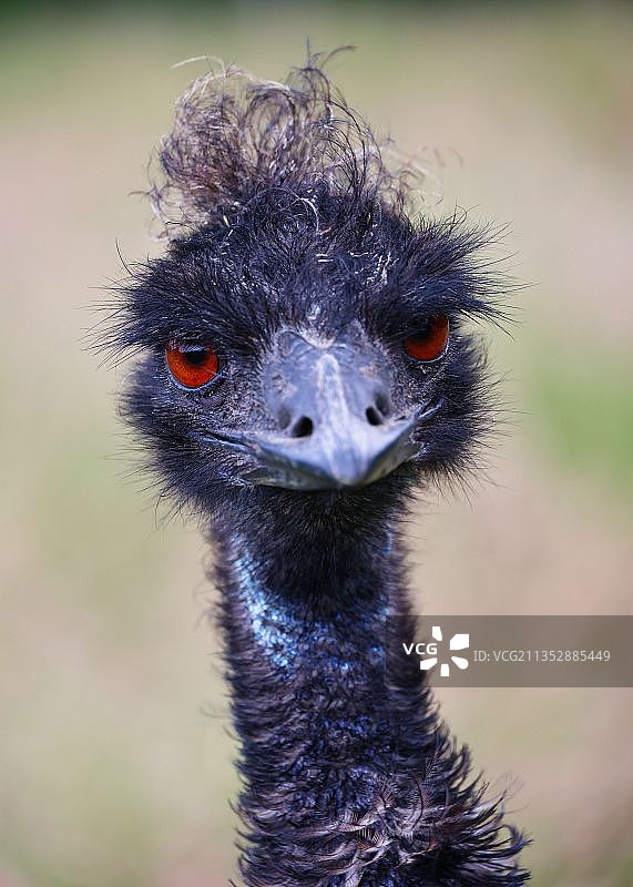 鸵鸟面部特写，拉姆齐，马恩岛图片素材