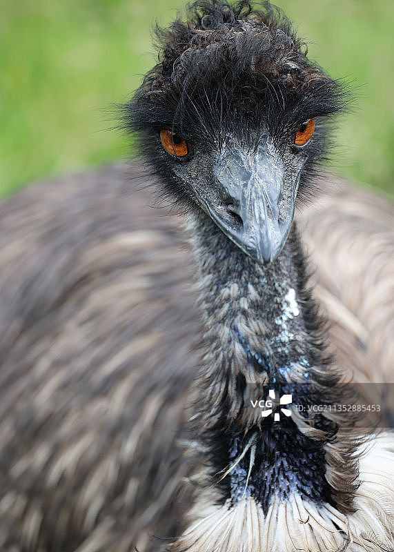 鸵鸟面部特写，拉姆齐，马恩岛图片素材