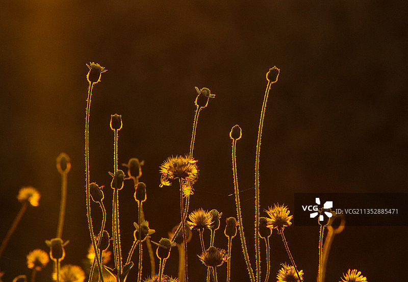 马来西亚加央夜空下的开花植物特写图片素材