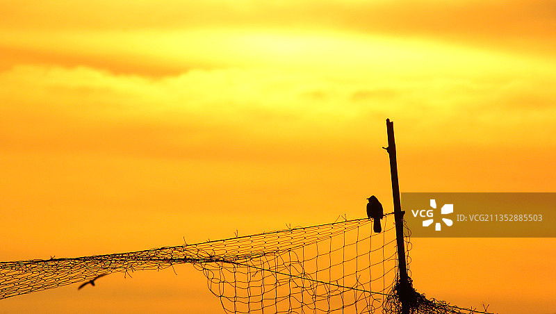 日落时分天空背景下的铁丝网轮廓，马来西亚玻璃市加央图片素材
