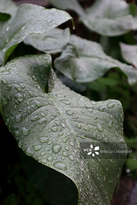 树叶上雨滴的特写镜头图片素材