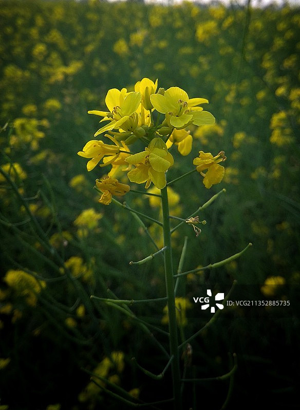 田野上黄色开花植物的特写图片素材