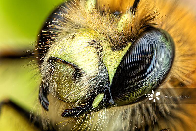 昆虫特写，意大利那不勒斯巴科利图片素材