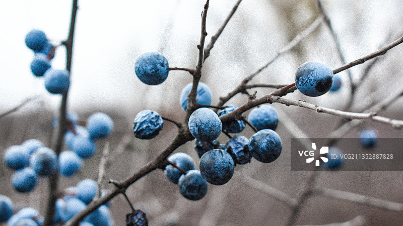 树上生长的蓝莓特写，俄罗斯马特维耶夫库尔干图片素材