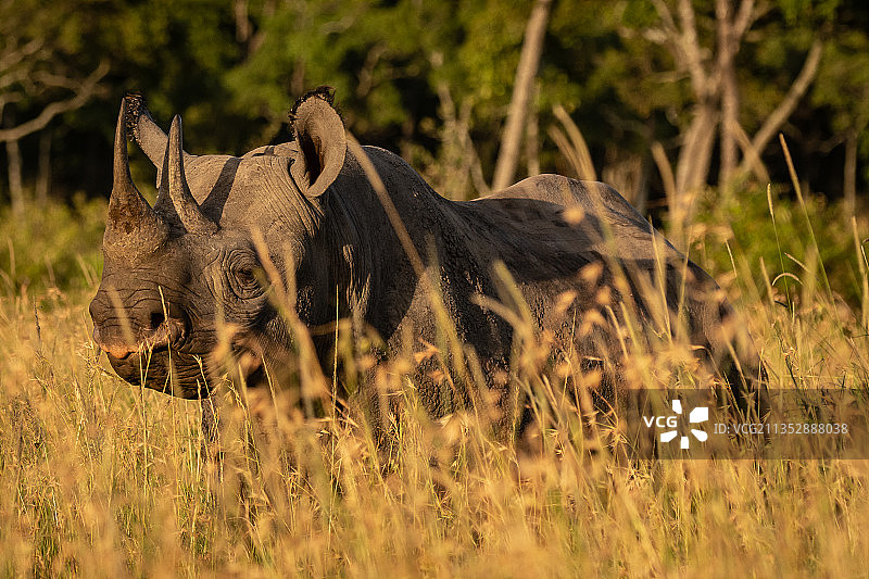 站在肯尼亚塞肯纳尼草原上的白犀牛侧面照图片素材