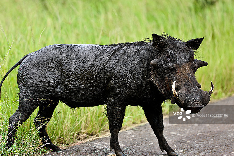 南非卡纳封田野中水牛的侧面照图片素材