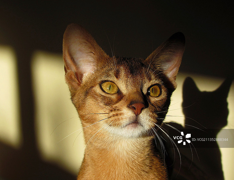 猫的特写肖像图片素材