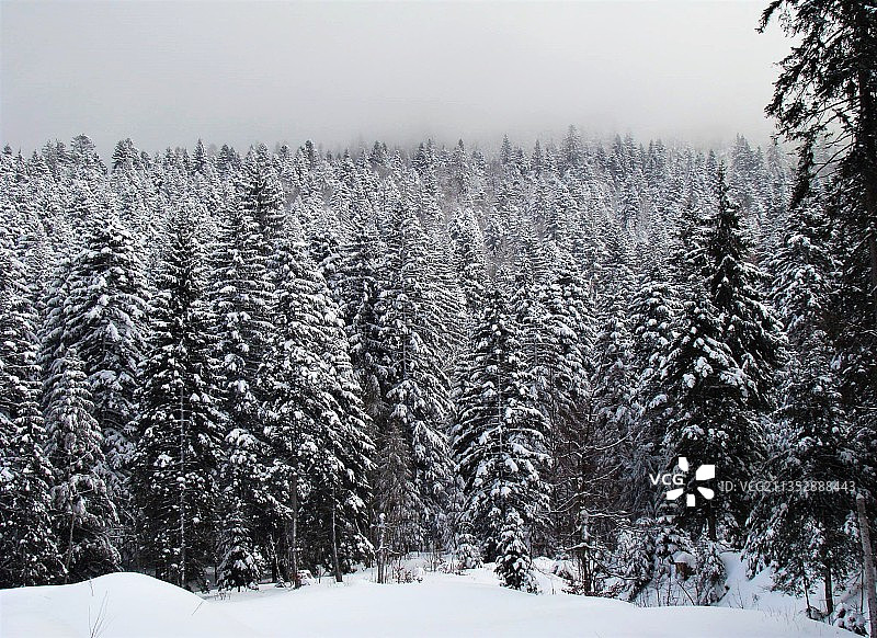 雪地上的树木，萨尔塞纳斯，法国图片素材