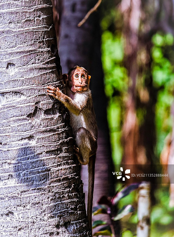恒河猴图片素材