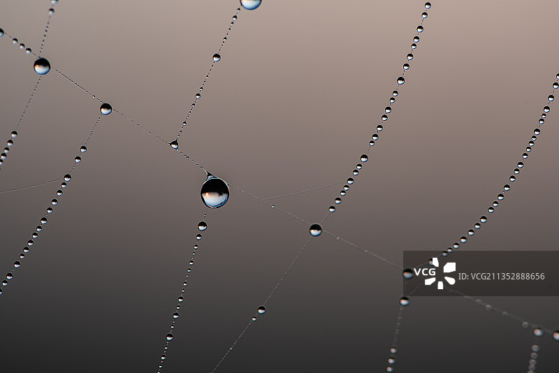 英国马克的湿蜘蛛网特写图片素材