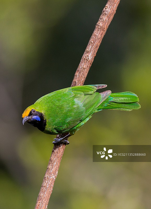 翠鸟栖息在植物上的特写图片素材