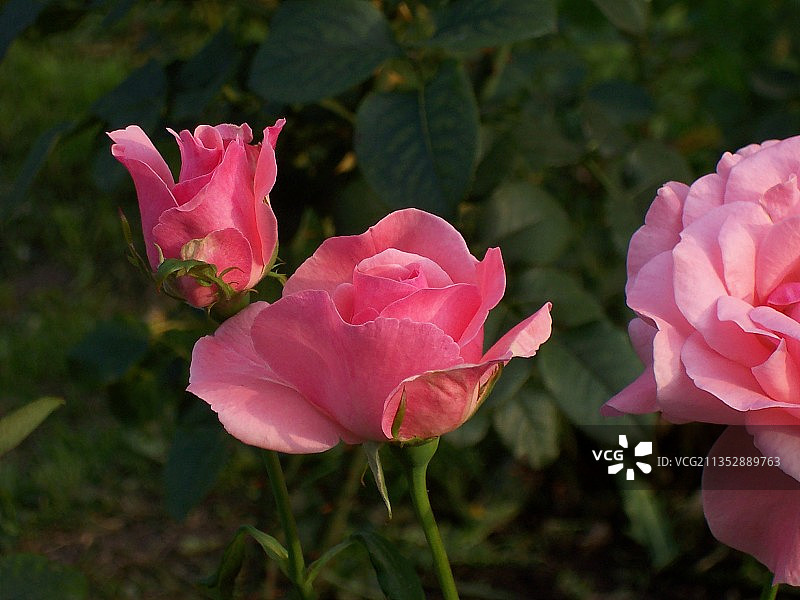粉色玫瑰特写，乌克兰图片素材
