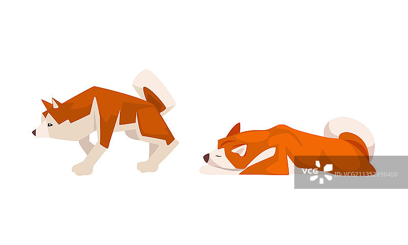 日本猎犬柴犬图片素材