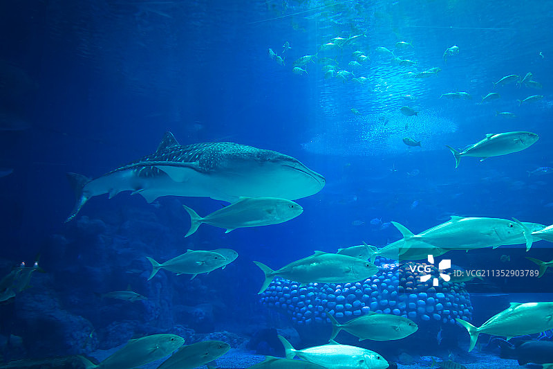 海洋鱼类图片素材