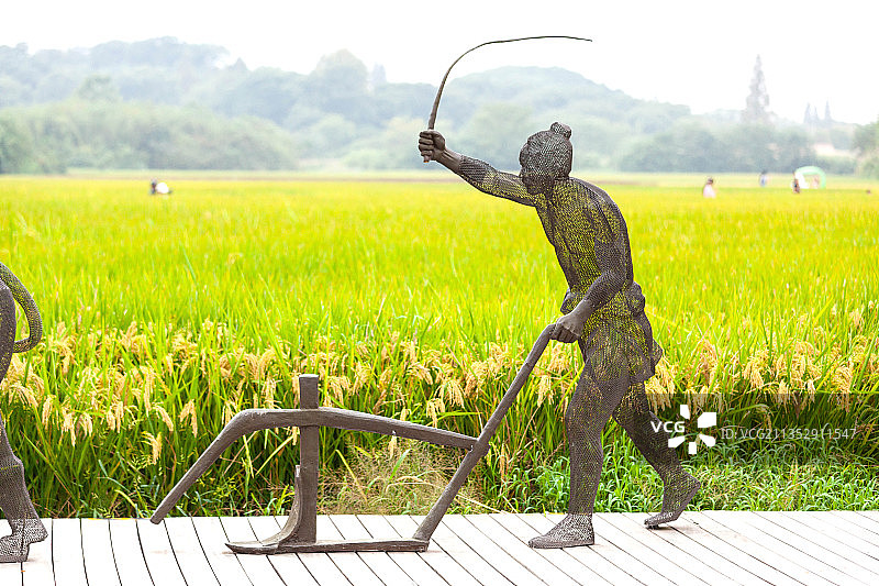 杭州良渚古城遗址公园内的稻田图片素材