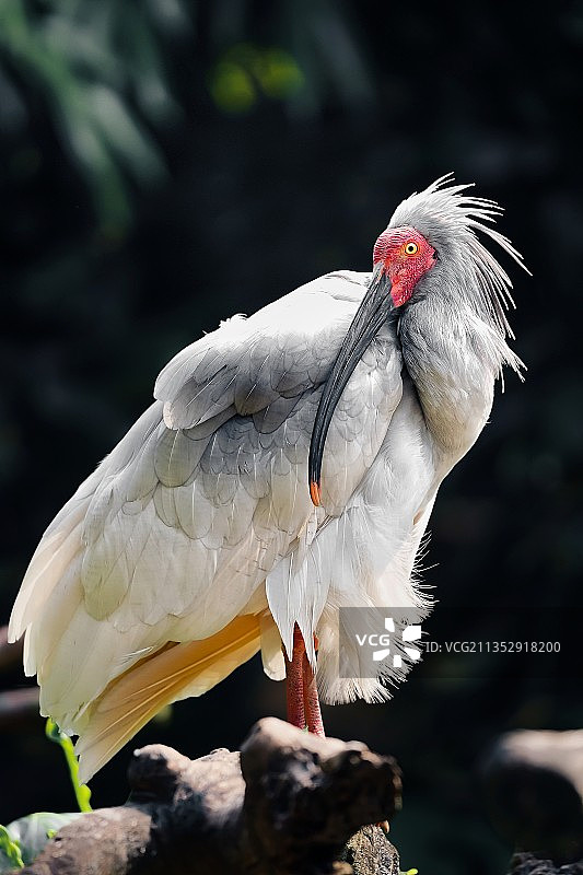 珍稀的朱翾。图片素材