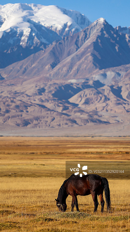 塔合曼湿地上的马与雪山图片素材