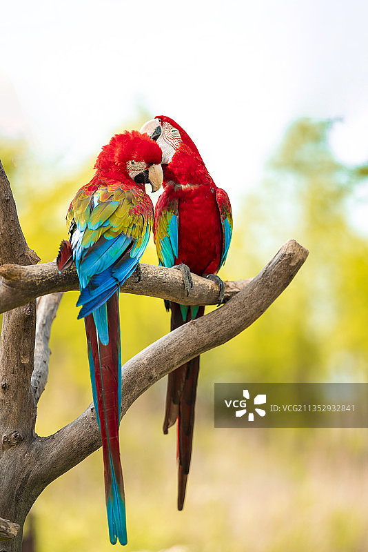 猩红色金刚鹦鹉,栖息,鹦鹉,金刚鹦鹉,动物主题,枝,特写图片素材