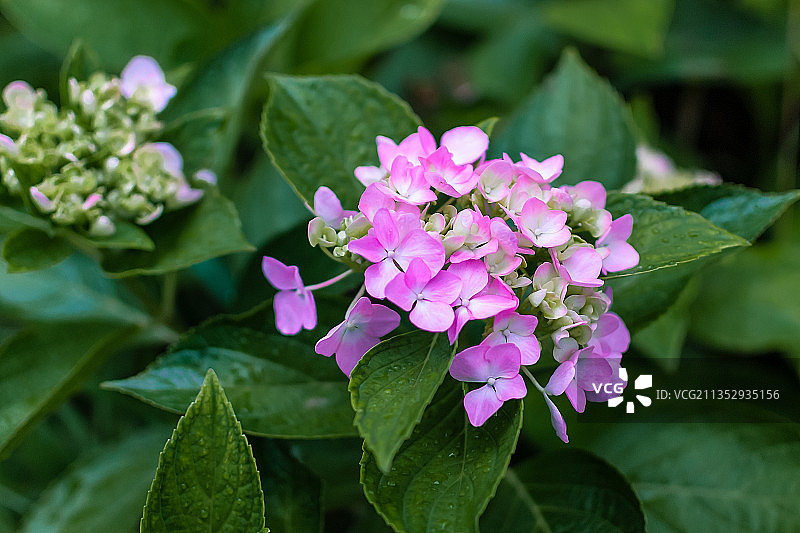八仙花图片素材