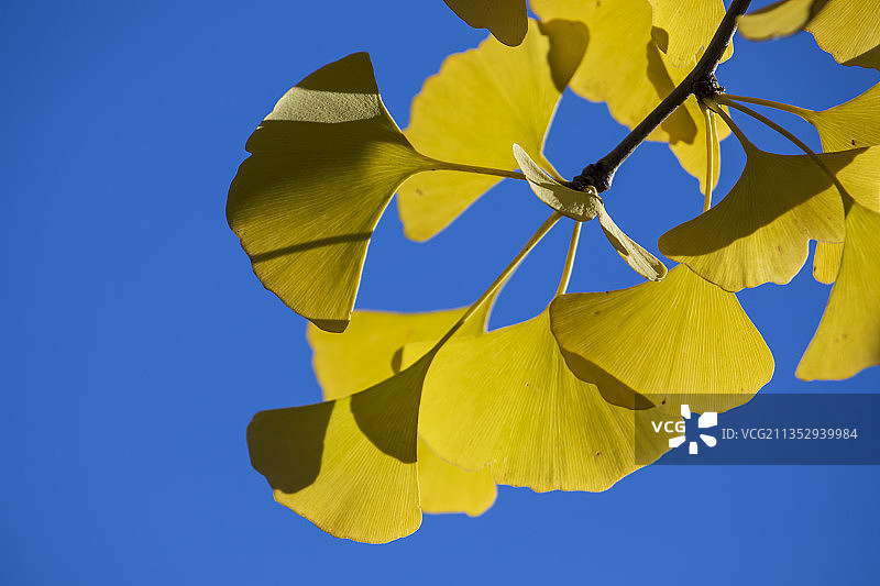 吉林省吉林市松花江畔的树叶呈现出五彩缤纷的美丽景色。图片素材