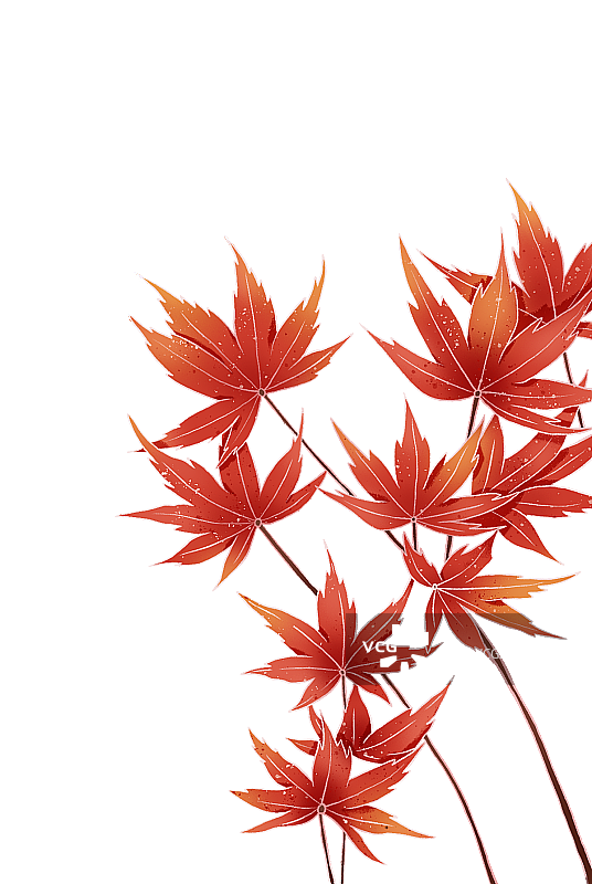 红色枫叶图片素材