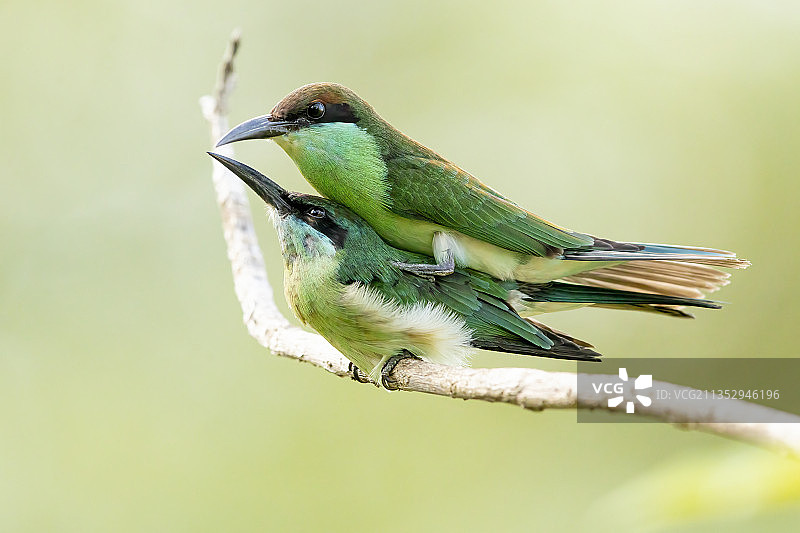 蓝喉蜂虎图片素材