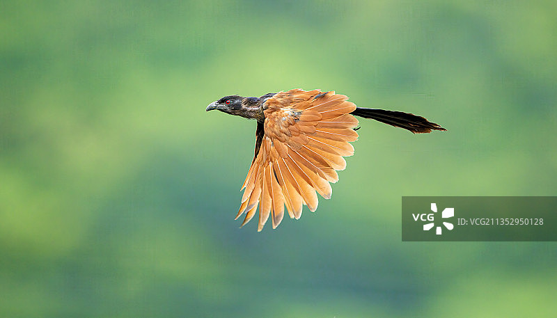 褐翅鸦鹃图片素材