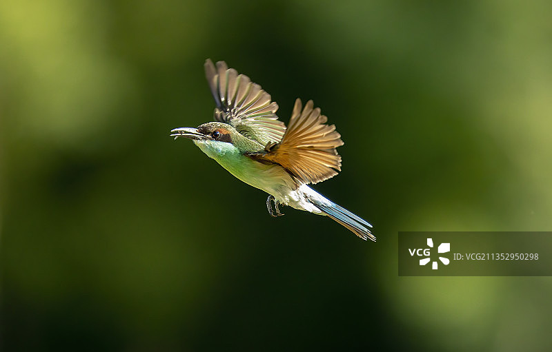 蓝喉蜂虎图片素材