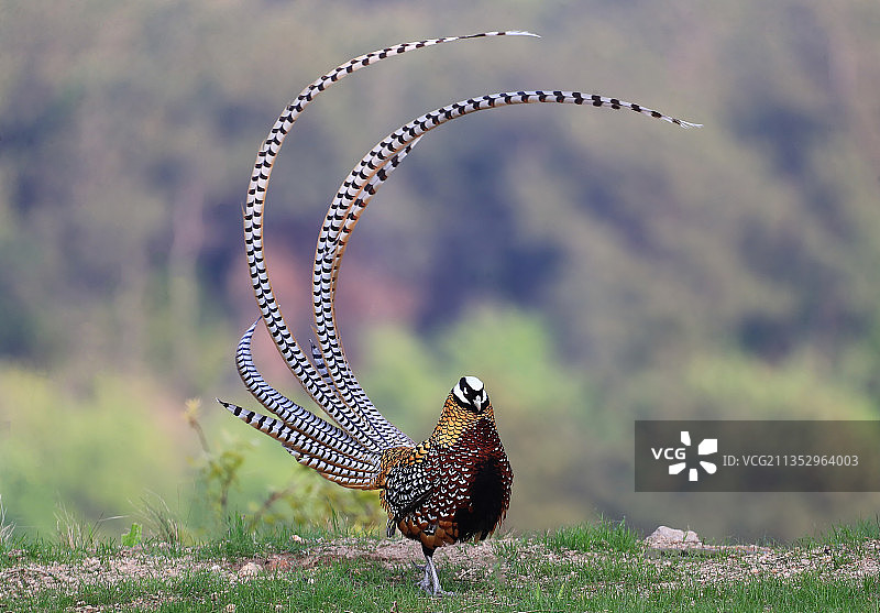 白颈长尾雉拍摄于河南省信阳市图片素材