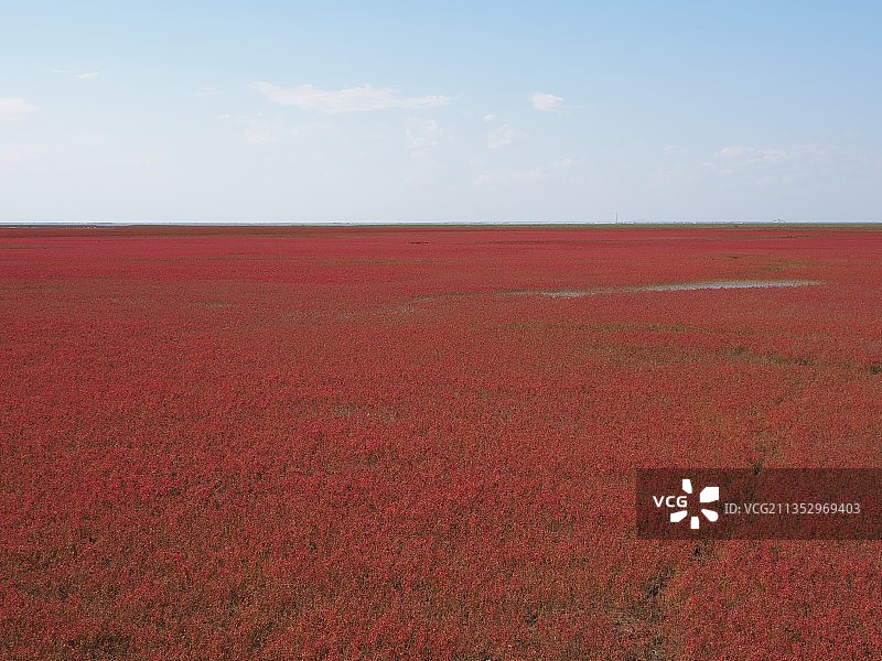 碱蓬草——辽宁盘锦红海滩图片素材