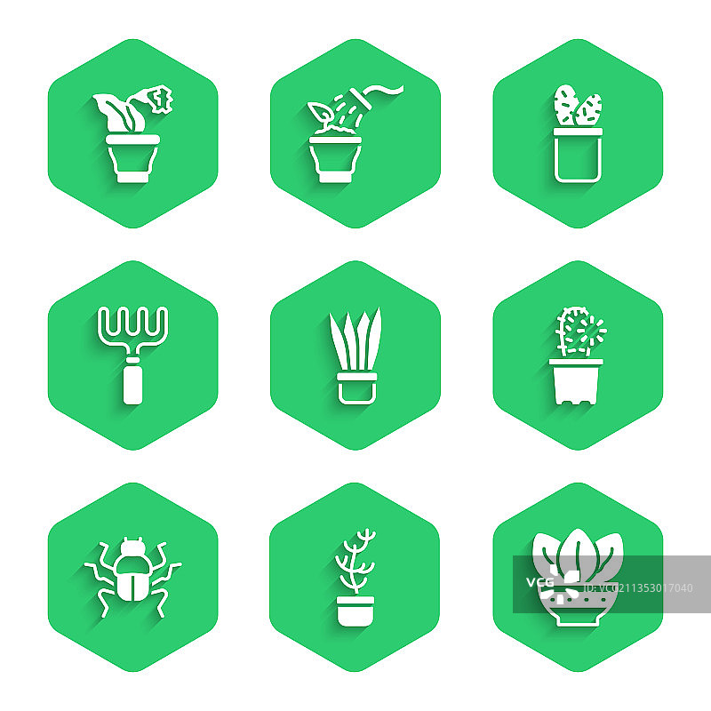 盆栽植物：异国情调的热带仙人掌图片素材