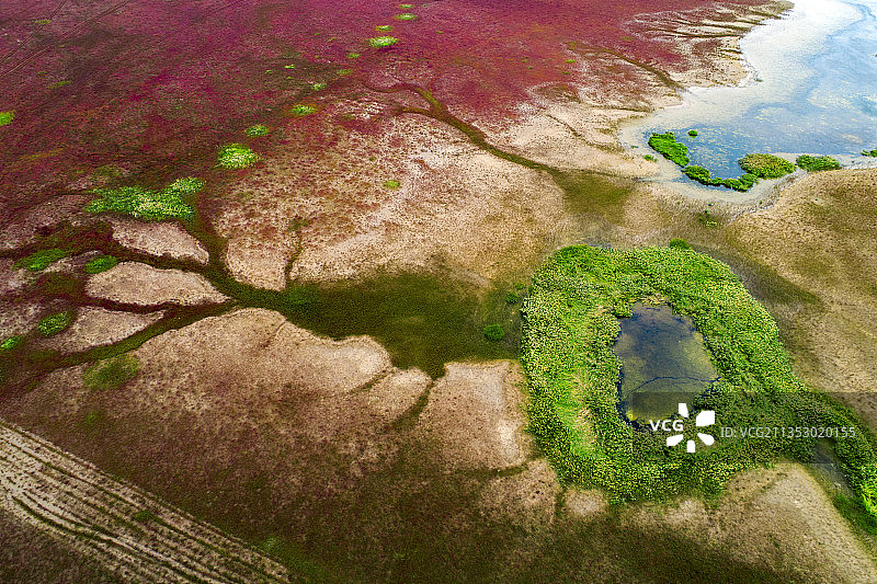 江苏盐城东台条子泥湿地红草地图片素材