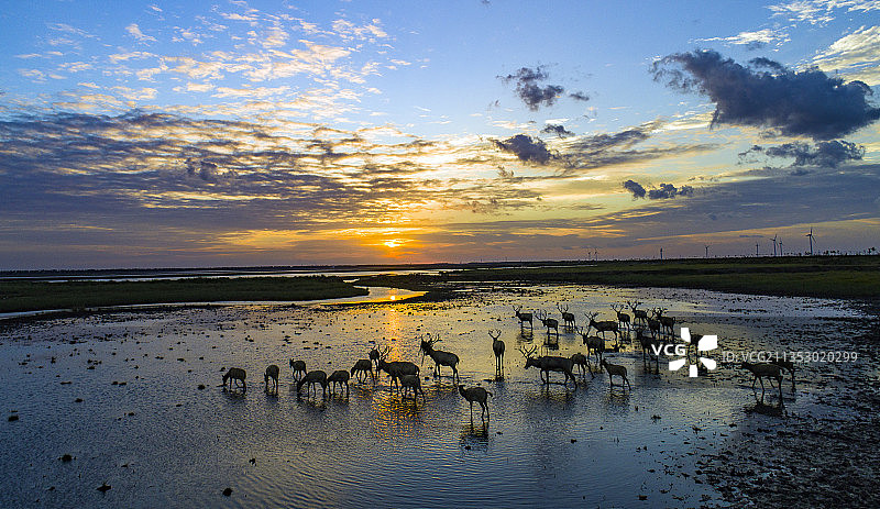 江苏盐城大丰麋鹿自然保护区图片素材