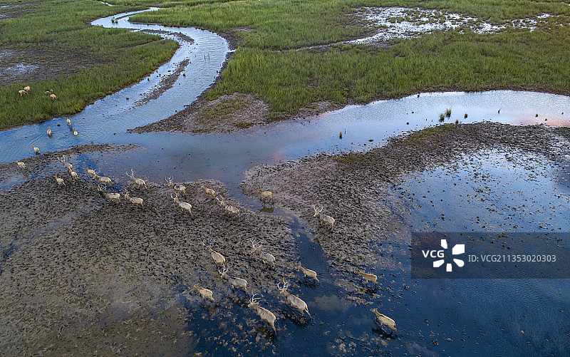 江苏盐城大丰麋鹿自然保护区图片素材