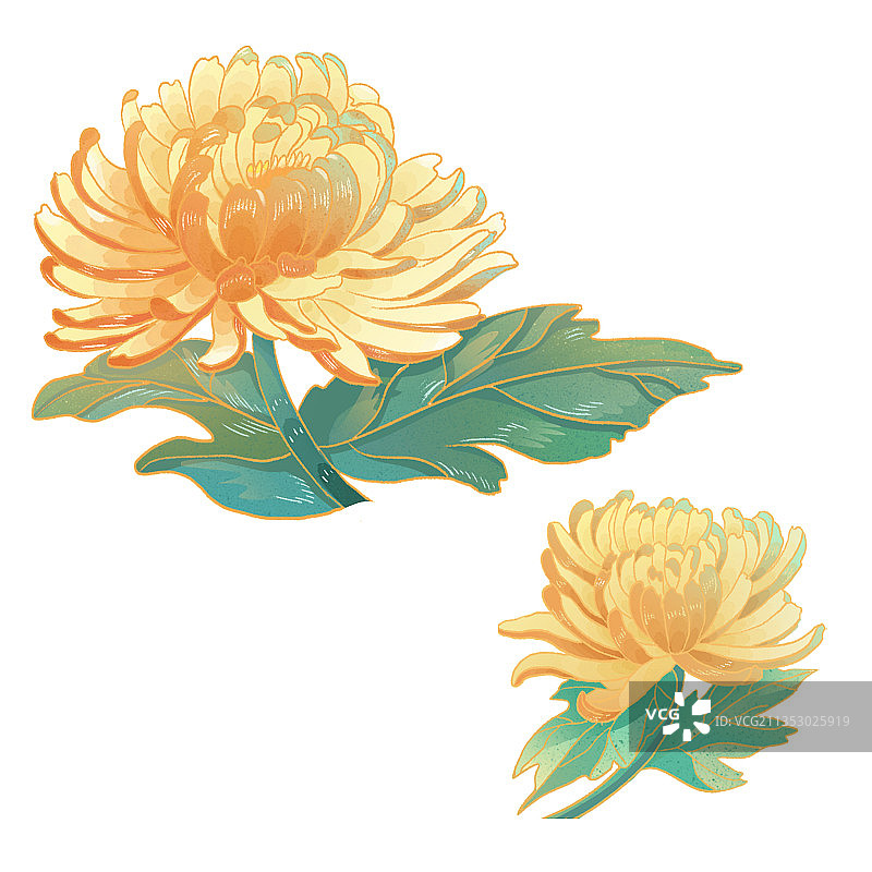 菊花重阳节手绘节日插画图片素材