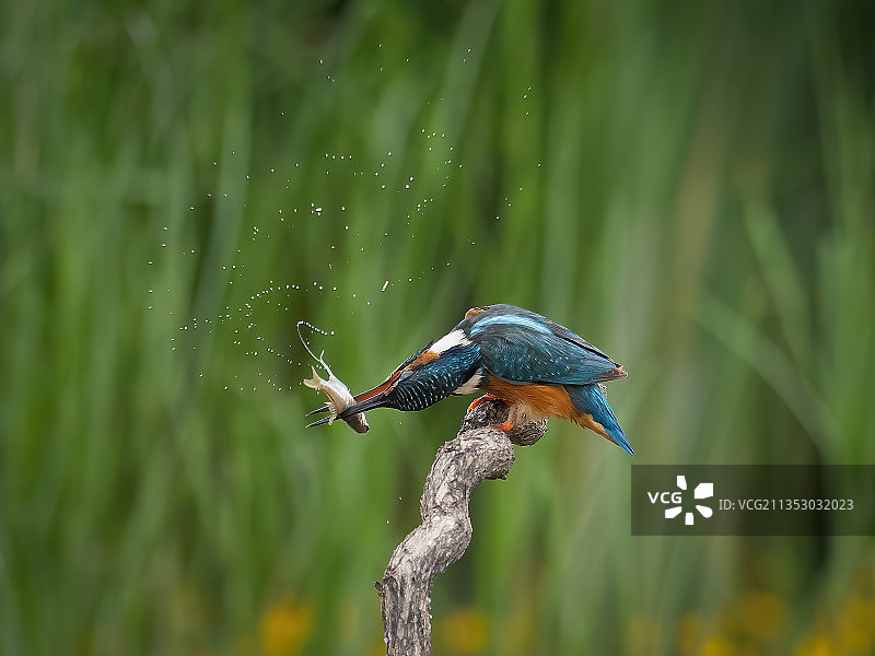 嬉戏早餐图片素材
