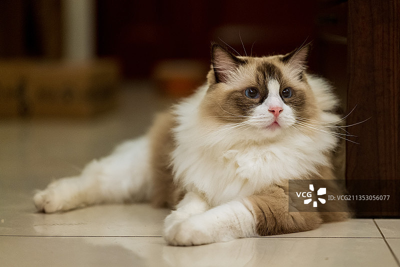 布偶猫图片素材