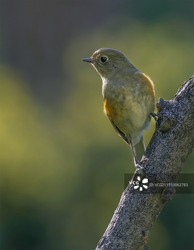 红胁蓝尾鸲雌鸟图片素材