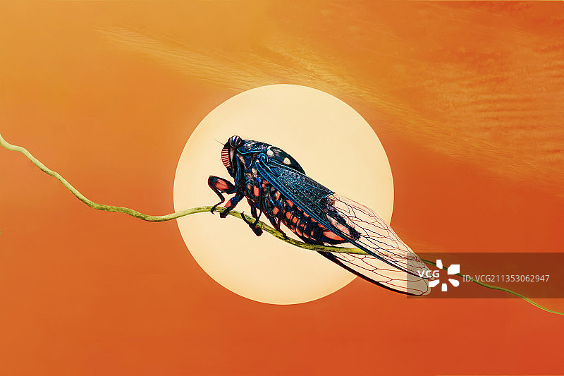 晚蝉图片素材